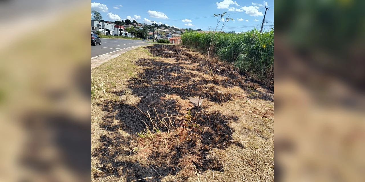Elizabeth determina a SMCSP que identifique responsáveis por queima de 500 mudas de árvores recém-plantadas em PG 