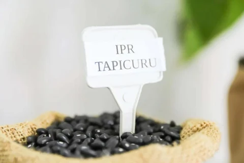 IPR Tapicuru: com muita ciência, Paraná entrega nova variedade de feijão para o Brasil