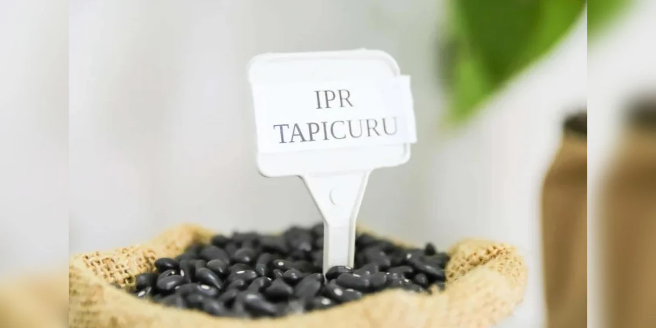 IPR Tapicuru: com muita ciência, Paraná entrega nova variedade de feijão para o Brasil