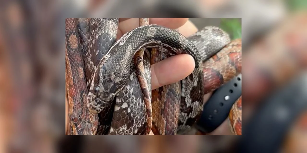 PCPR prende homem por tráfico de animais e apreende 215 aves exóticas e cobras em Imbituva