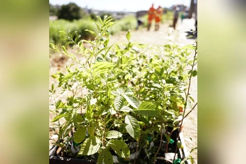 Prefeitura reforça compromisso ambiental com plantio de mais de 500 árvores e ações educativas