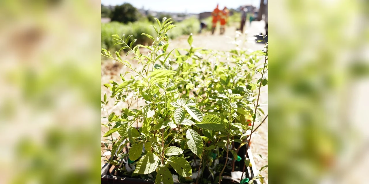 Prefeitura reforça compromisso ambiental com plantio de mais de 500 árvores e ações educativas