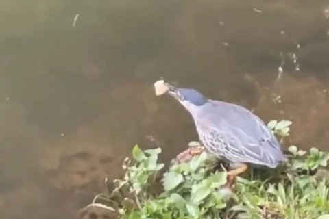Pássaro pescador é flagrado usando pão como isca; assista! 