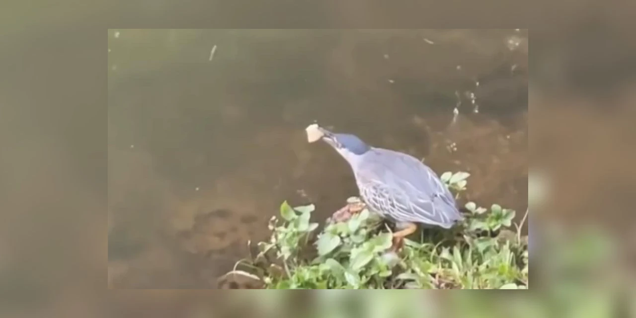 Pássaro pescador é flagrado usando pão como isca; assista! 