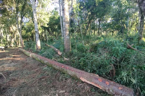 PCPR de Imbituva conclui investigação de furto de araucárias e destruição de vegetação nativa 