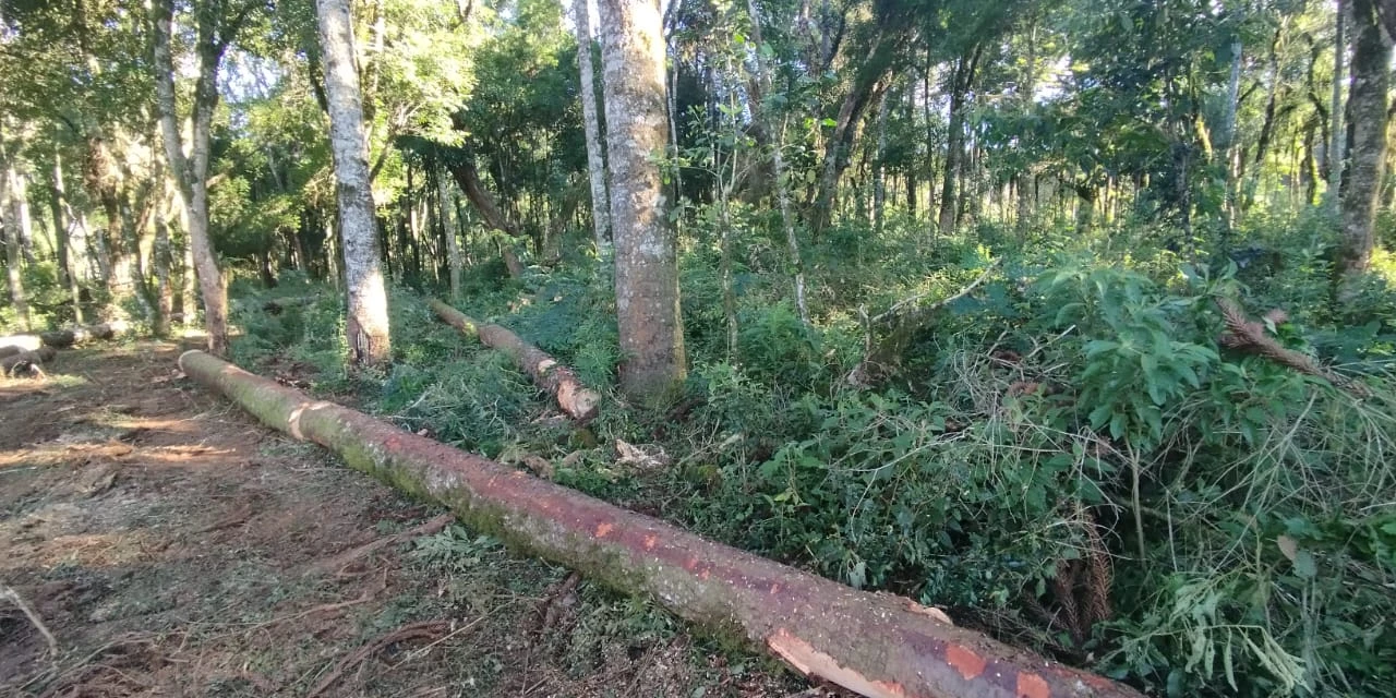 PCPR de Imbituva conclui investigação de furto de araucárias e destruição de vegetação nativa 