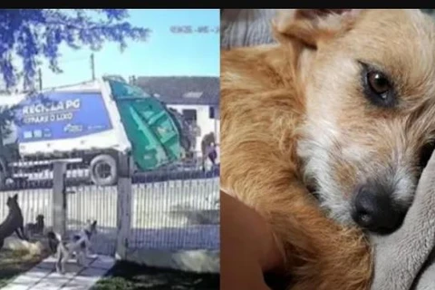 Funcionários de empresa de coleta de lixo são indiciados por maus-tratos a animal em Ponta Grossa