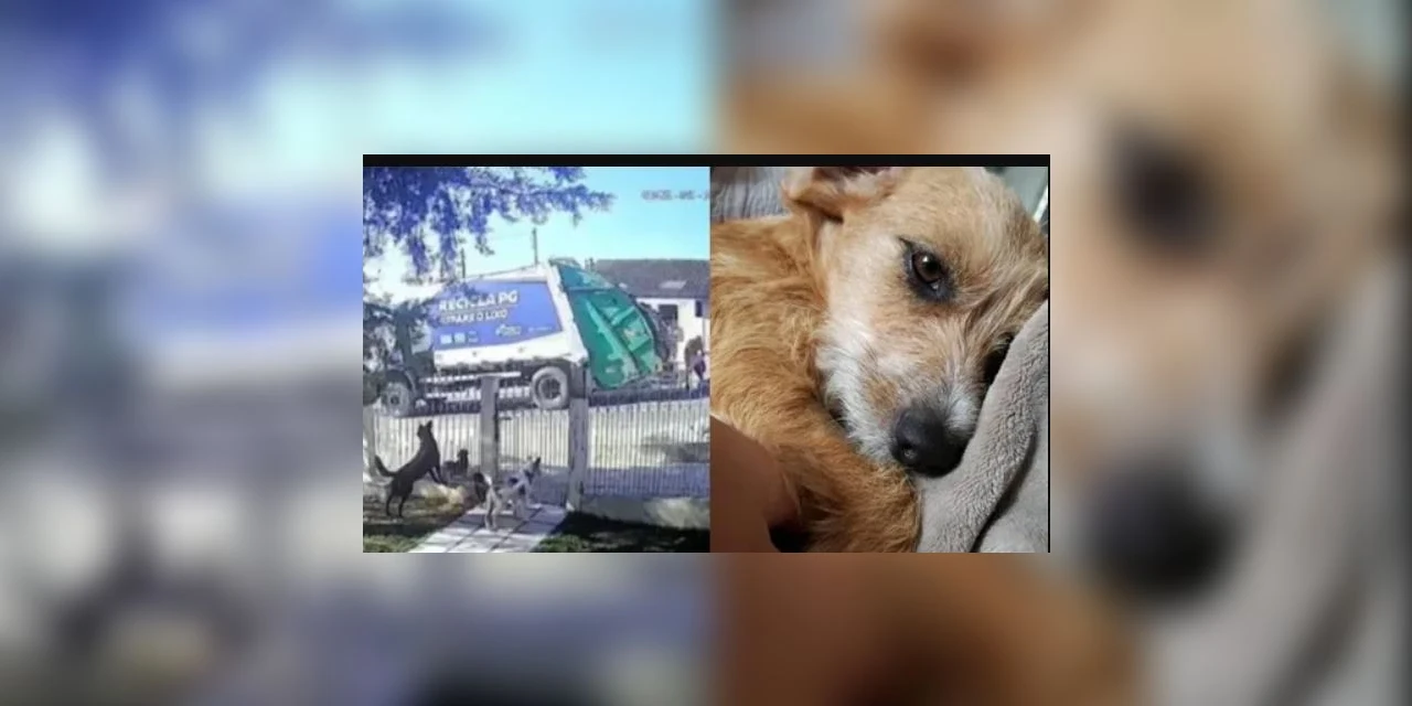 Funcionários de empresa de coleta de lixo são indiciados por maus-tratos a animal em Ponta Grossa