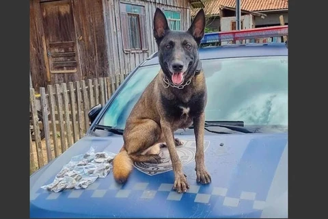 GCM apreende drogas no bairro Contorno, em PG 