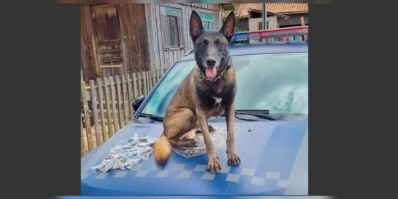 GCM apreende drogas no bairro Contorno, em PG 