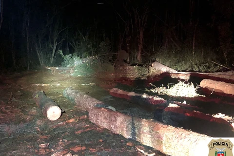 Polícia  prende homem em flagrante em Imbituva por transportar araucárias sem documentação de origem e destruição de vegetação nativa 