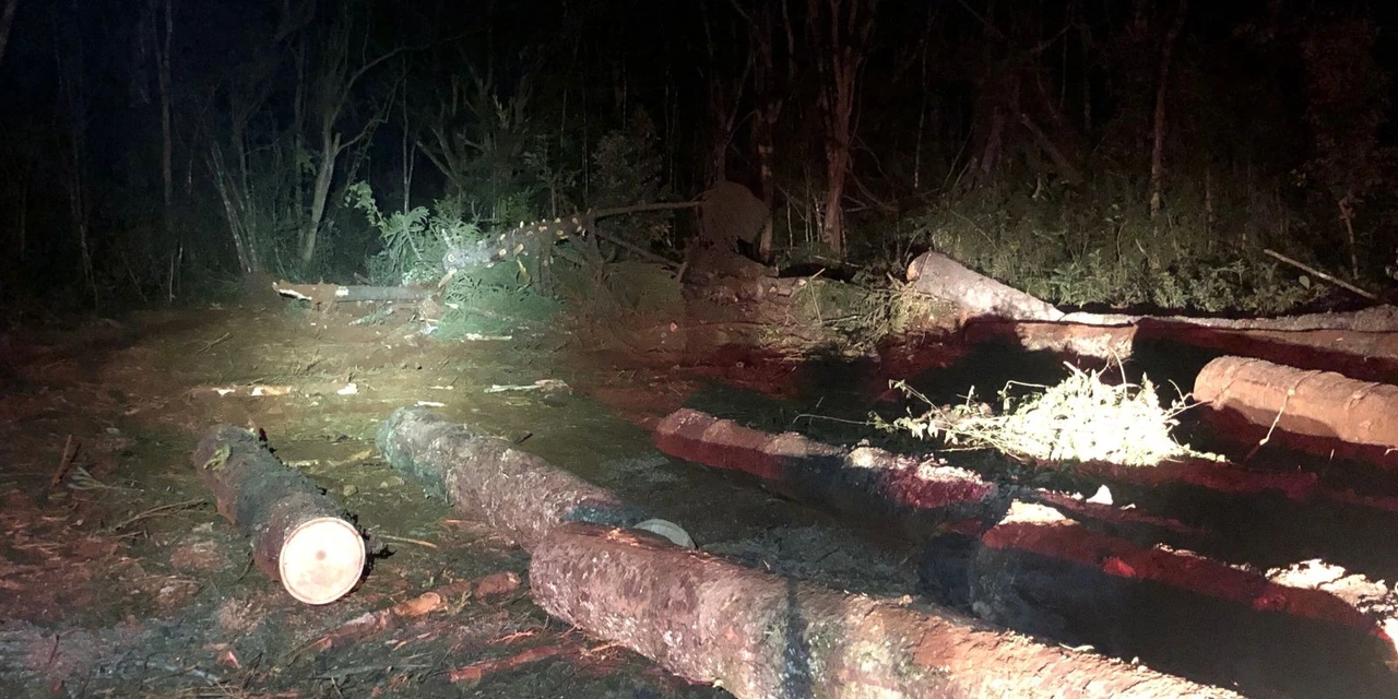 Polícia  prende homem em flagrante em Imbituva por transportar araucárias sem documentação de origem e destruição de vegetação nativa 