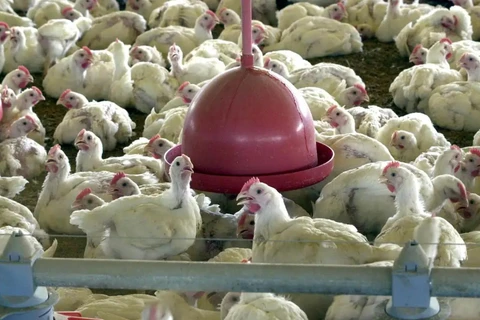 China, UE e Argentina suspendem compras de carne de frango do Brasil