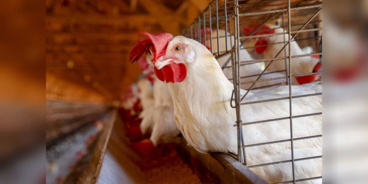 Sem casos detectados em granjas comerciais, Paraná reforça vigilância contra a gripe aviária