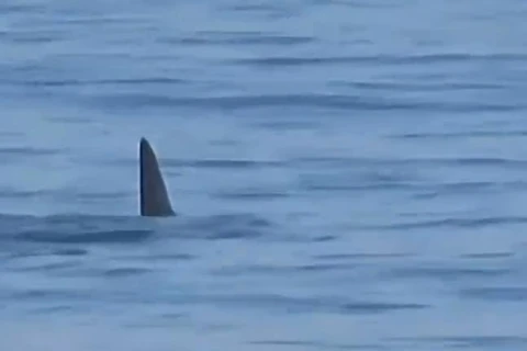 VIDEO: tubarão é avistado no mar da Barra da Tijuca (RJ) 