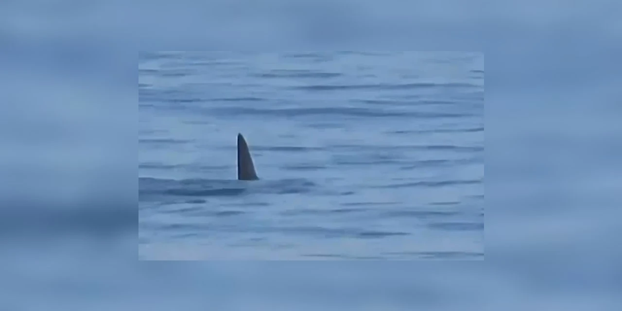 VIDEO: tubarão é avistado no mar da Barra da Tijuca (RJ) 