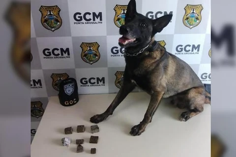 Cão farejador ajuda GCM a encontrar maconha escondida em matagal na Boa Vista, em PG 