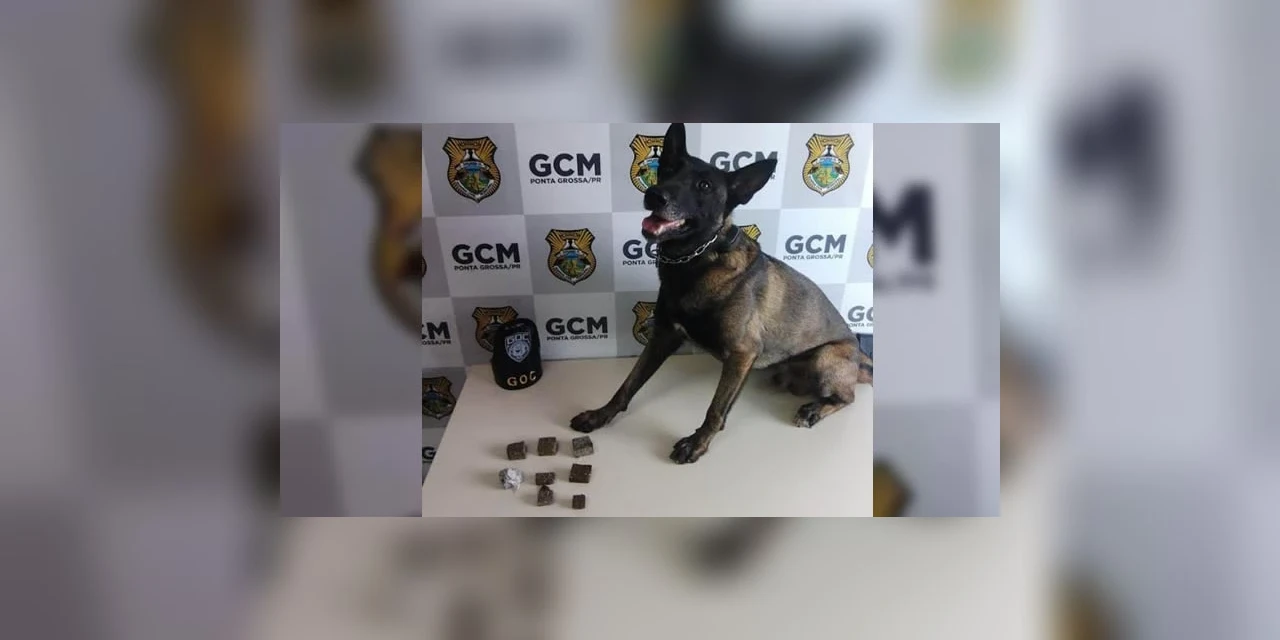 Cão farejador ajuda GCM a encontrar maconha escondida em matagal na Boa Vista, em PG 