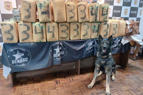 PCPR realiza maior apreensão de haxixe da história do Paraná