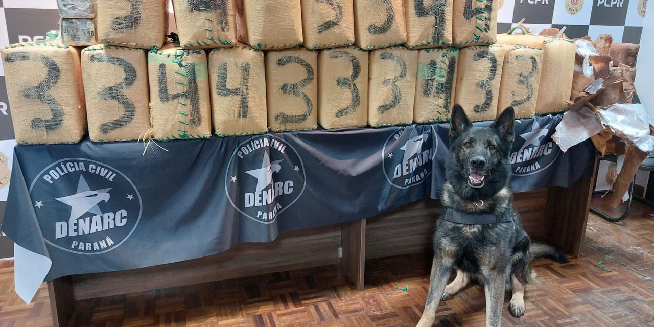 PCPR realiza maior apreensão de haxixe da história do Paraná