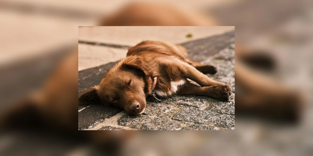 Executivo sanciona Lei que torna urgente a castração de fêmeas no cio