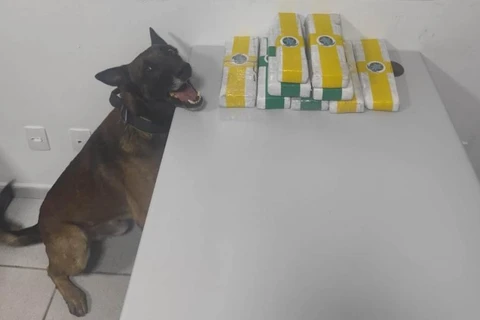 Homem é preso transportando maconha dentro de ônibus na PR-151, em Piraí do Sul 