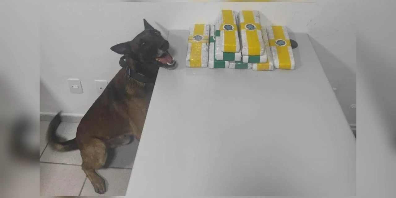 Homem é preso transportando maconha dentro de ônibus na PR-151, em Piraí do Sul 