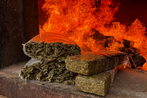 Polícia Civil de Palmeira realiza incineração de 723,85 quilos de drogas