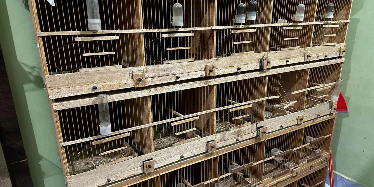 PCPR deflagra operação para desarticular um dos maiores grupos de tráfico internacional de animais do País