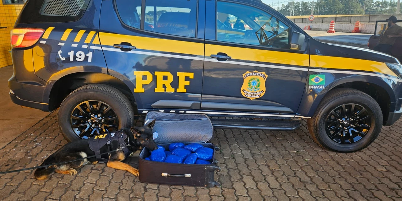 PRF flagra jovem grávida com quase 10 quilos de skunk em ônibus na BR-277