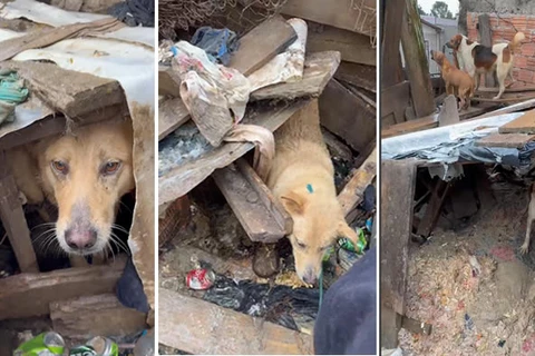 PCPR prende homem em flagrante por maus-tratos a 37 cães em Castro 