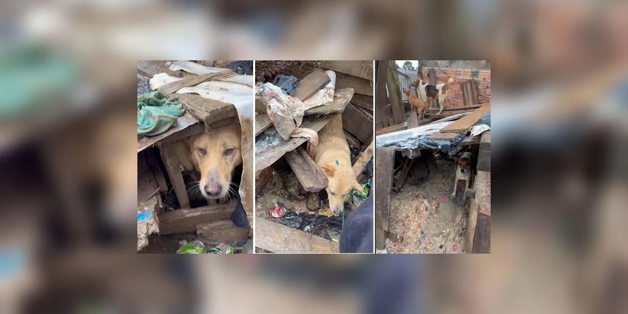 PCPR prende homem em flagrante por maus-tratos a 37 cães em Castro 