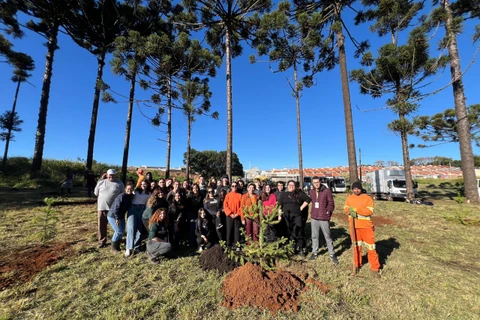 No Dia Nacional da Araucária, Prefeitura realiza plantio de 50 mudas no Parque das Araucárias