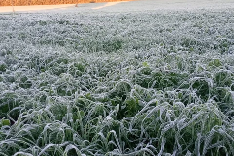 Ponta Grossa amanhece com geada e temperatura em -2 °C