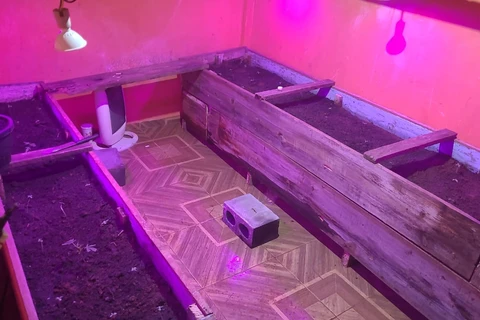 PM encontra estufa de maconha e prende trio após tentativa de furto de gado em PG 