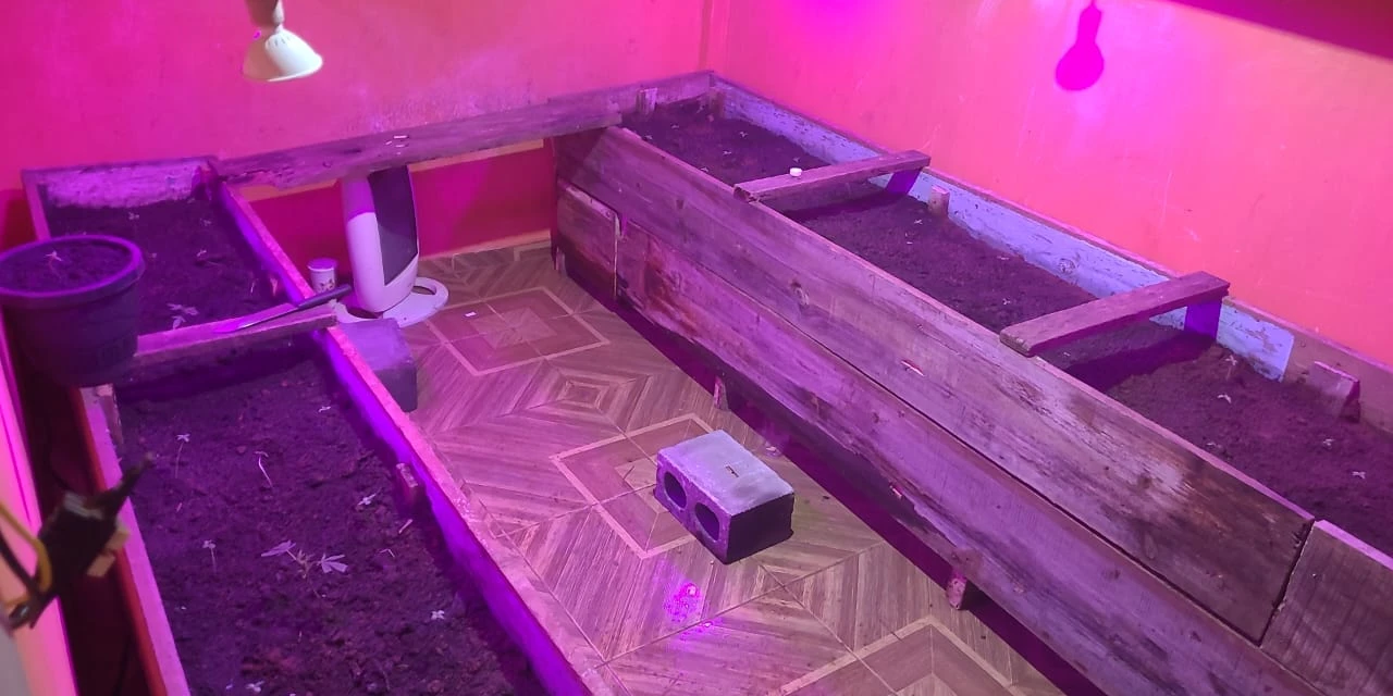 PM encontra estufa de maconha e prende trio após tentativa de furto de gado em PG 