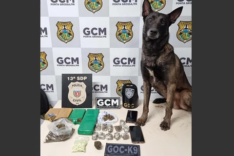 Nova ação integrada da PCPR e GCM apreende maconha e ecstasy no Boa Vista 