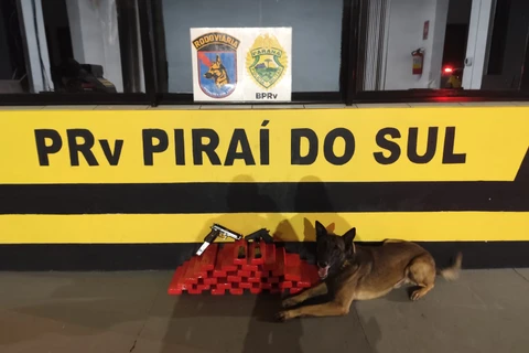 Cão farejador ajuda policiais a encontrar drogas e armas transportadas por mulher em ônibus na PR-151, em Pirai do Sul 