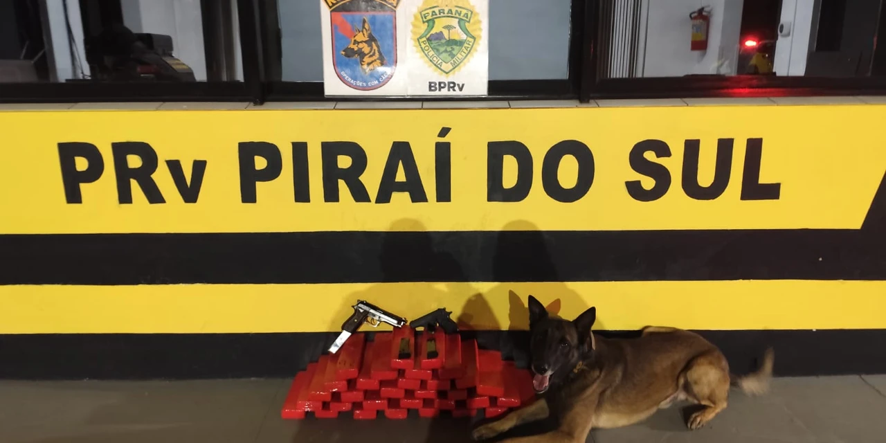 Cão farejador ajuda policiais a encontrar drogas e armas transportadas por mulher em ônibus na PR-151, em Pirai do Sul 