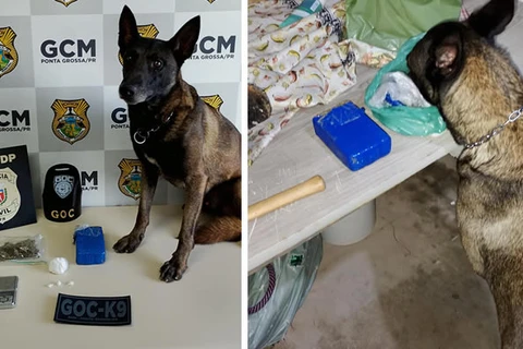 Cão farejador ajuda GCM a apreender drogas em Ponta Grossa