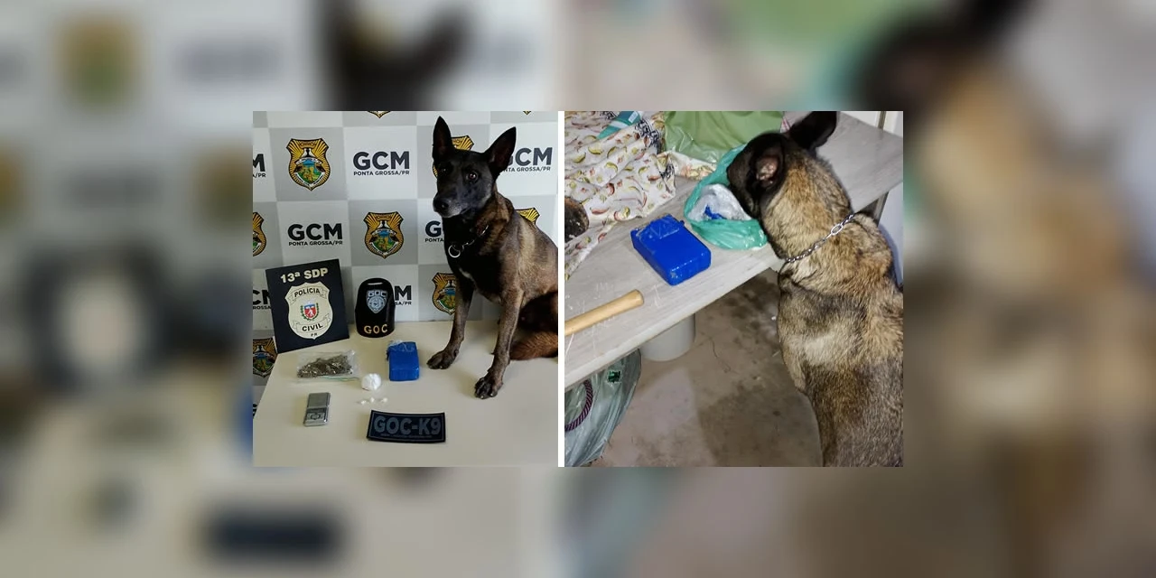 Cão farejador ajuda GCM a apreender drogas em Ponta Grossa