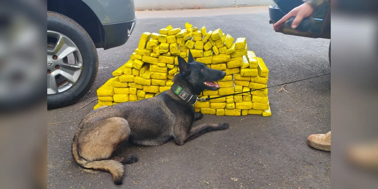 Cadela da Polícia Penal do Paraná encontra 81 kg de maconha em ação com a PRF