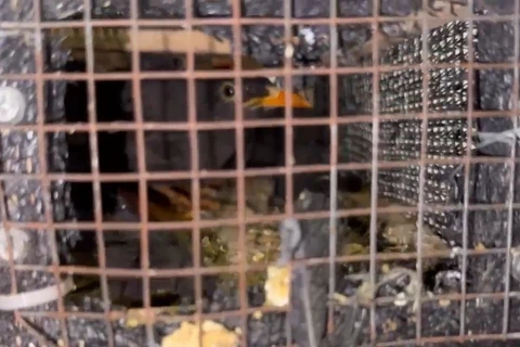 PRF flagra transporte ilegal de 250 aves silvestres na BR-476 em Araucária