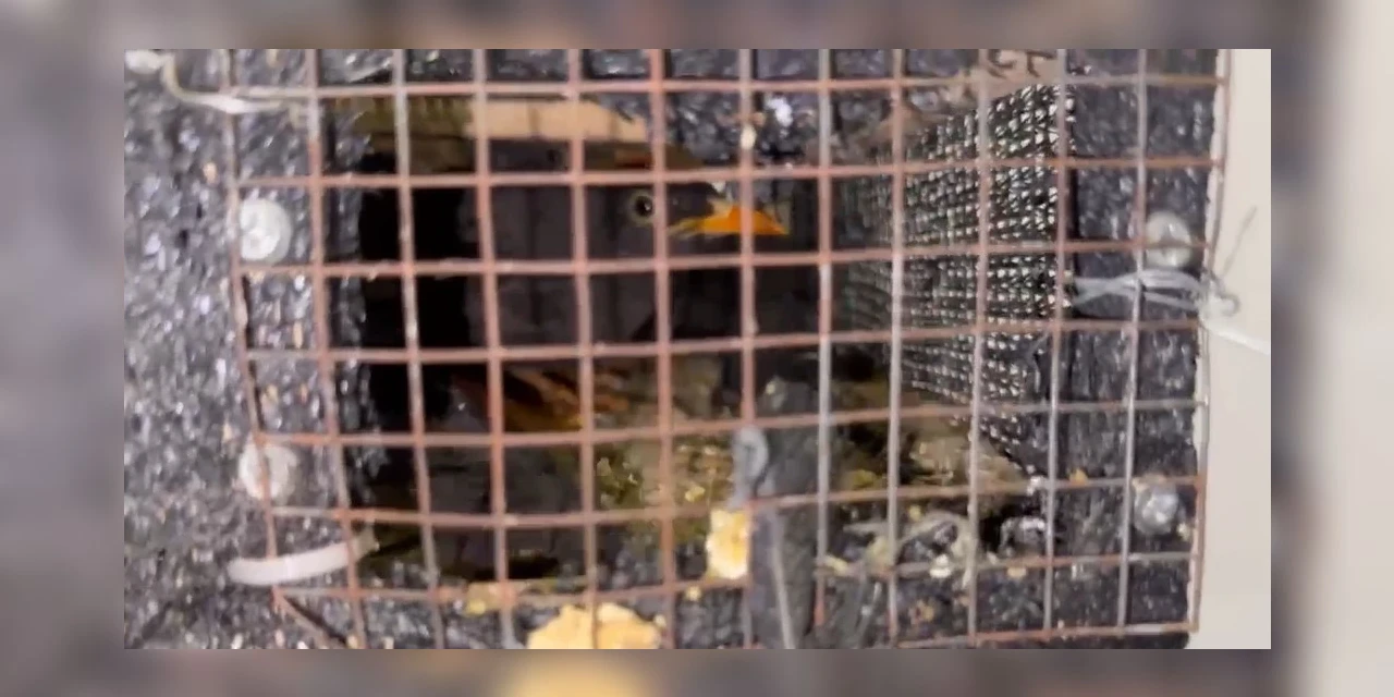 PRF flagra transporte ilegal de 250 aves silvestres na BR-476 em Araucária