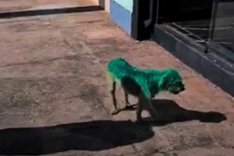 Cão pintado de verde choca população e vira caso de polícia em Ponta Grossa