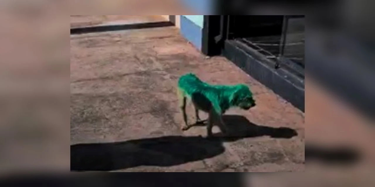 Cão pintado de verde choca população e vira caso de polícia em Ponta Grossa