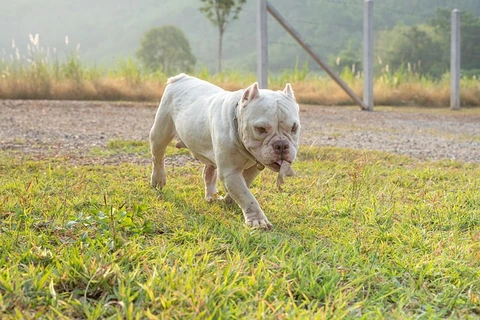 Pit bull da família é morto a tiros após matar bebê de 2 anos