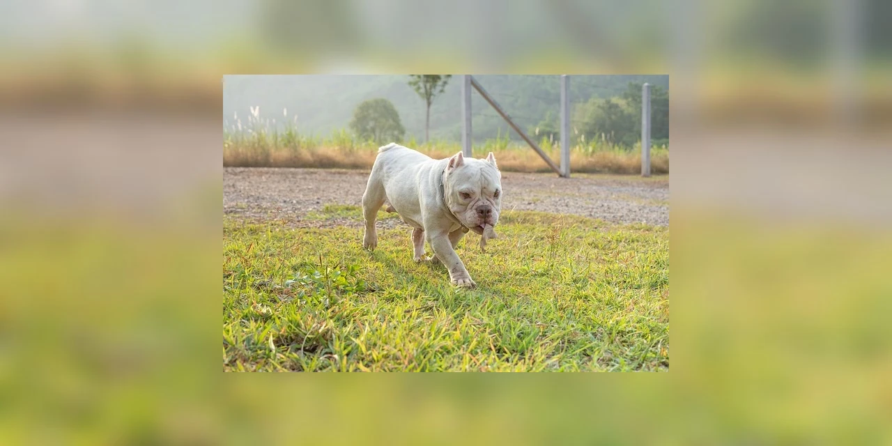Pit bull da família é morto a tiros após matar bebê de 2 anos