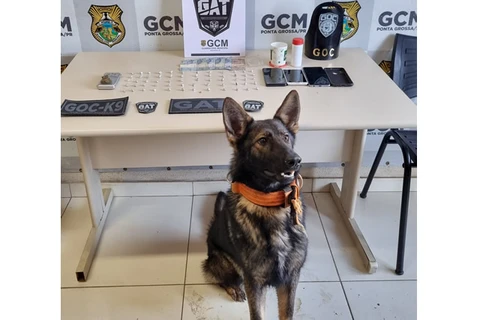 Cão da GCM ajuda equipe a fechar ponto de tráfico de drogas em PG 