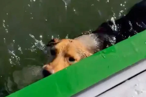 Cadela prestes a se afogar é salva por marinheiro entre Paranaguá e Guaraqueçaba